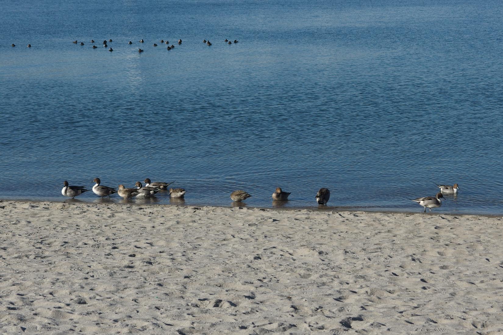 Sandee - Odaiba Seaside Park