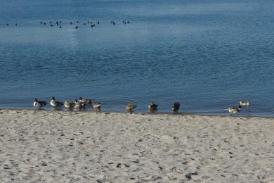 Sandee - Odaiba Seaside Park