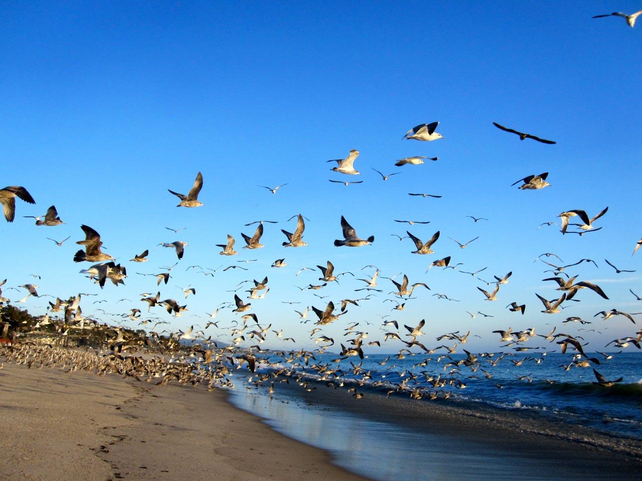 Sandee - Doheny State Beach - North Beach