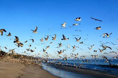 Sandee - Doheny State Beach - North Beach