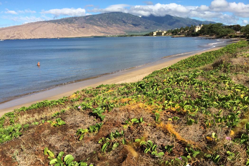 Sandee Kihei Beach Photo