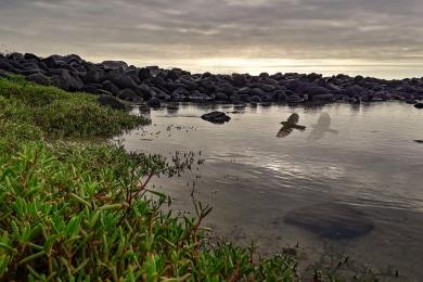 Sandee - Puerto Chino Beach