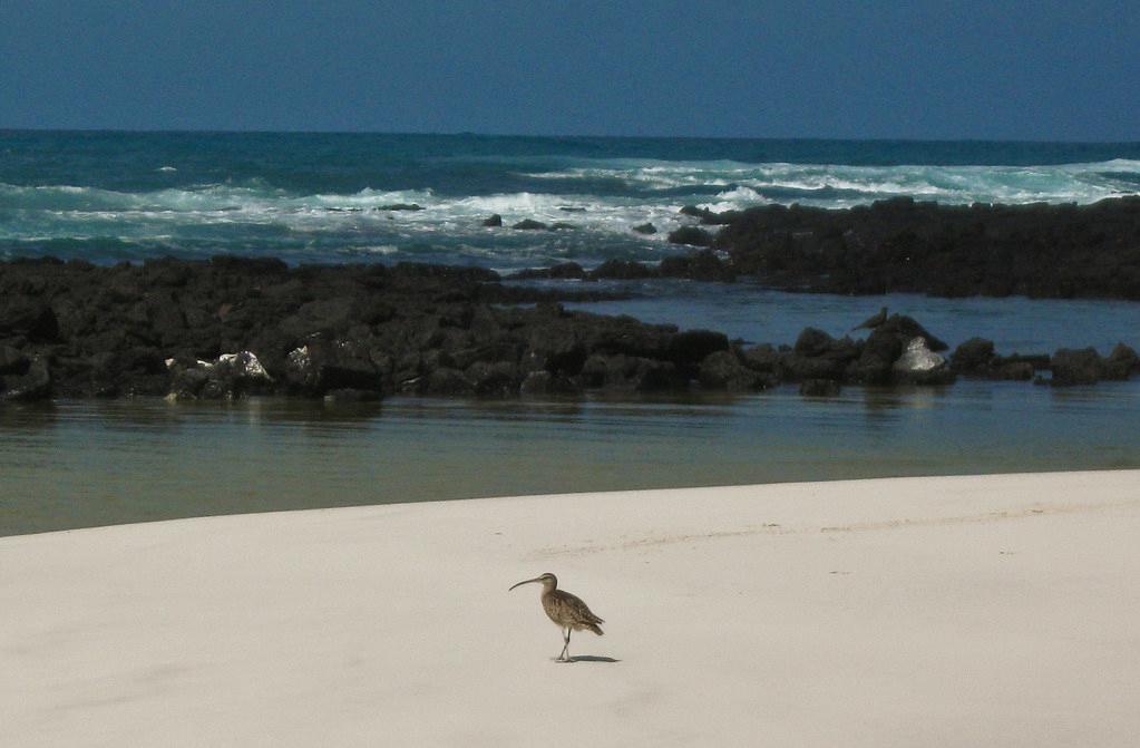 Sandee - Tortuga Bay Beach