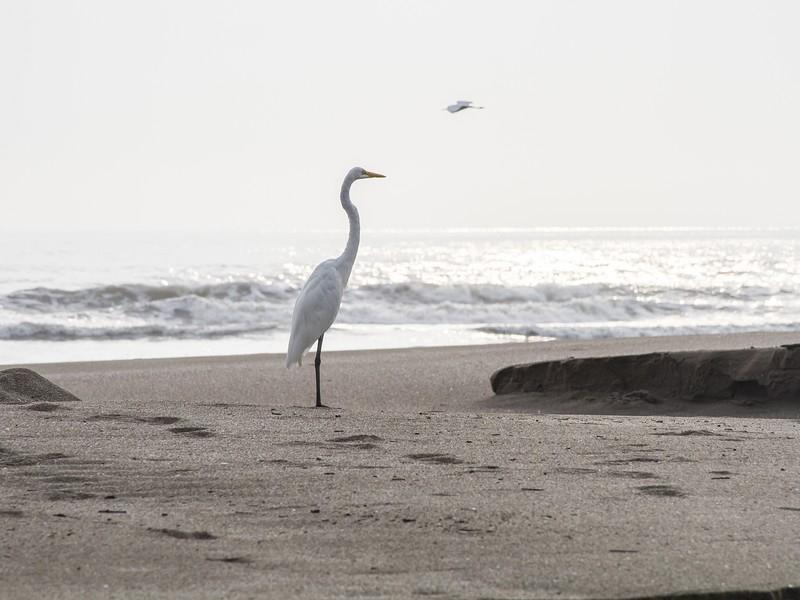 Sandee - Playa Montelimar