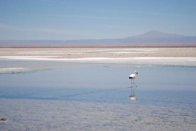 Sandee Atacama Beach Photo