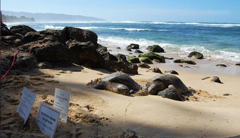 Sandee - Laniakea Beach