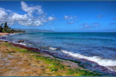 Sandee - Laniakea Beach