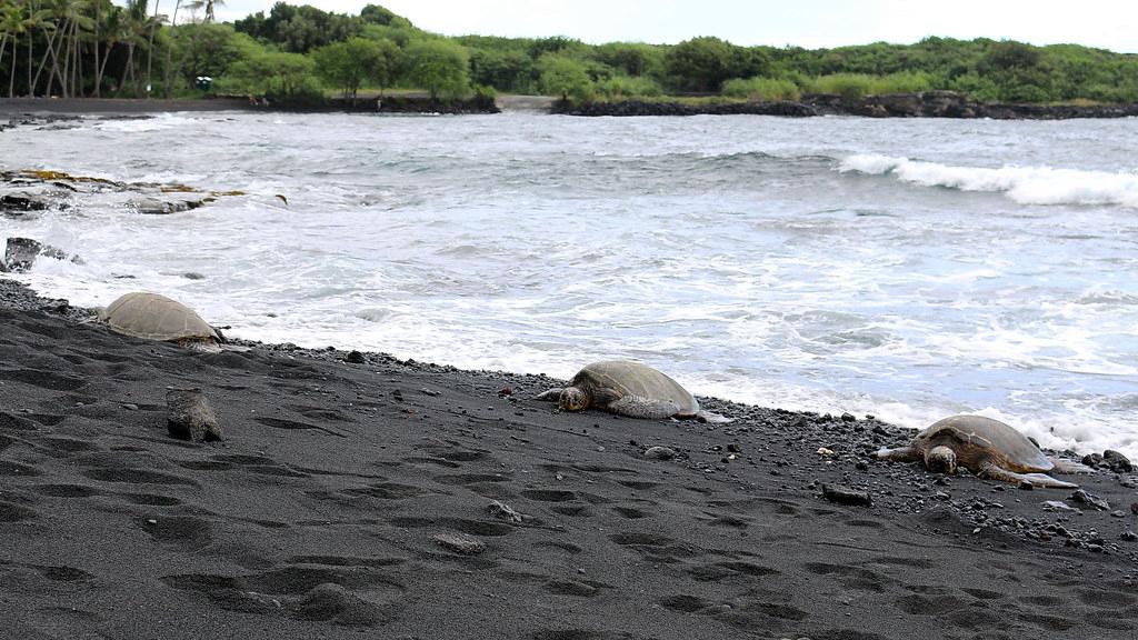 Sandee - Punaluu Beach Park