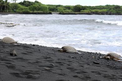 Sandee - Punaluu Beach Park