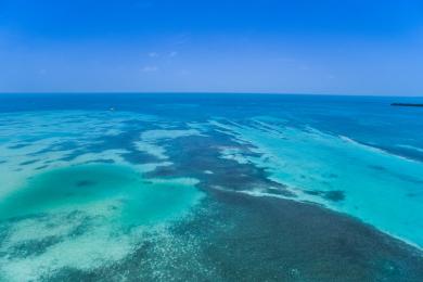 Sandee - Caye Caulker