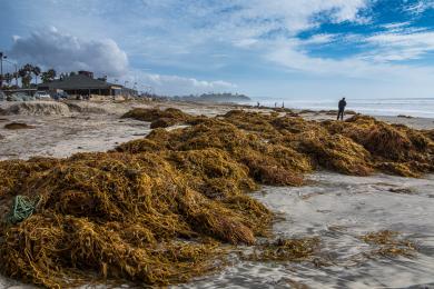 Sandee Cardiff State Beach - North Beach Photo