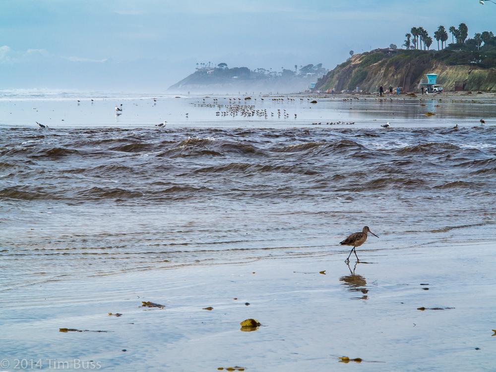 Sandee - Cardiff State Beach - Seaside Beach