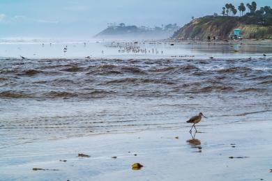 Sandee - Cardiff State Beach - Seaside Beach