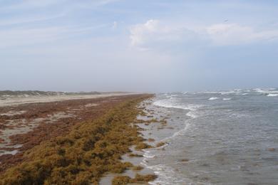 Sandee - Padre Island National Seashore