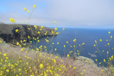 Sandee - Santa Barbara Island