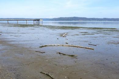 Sandee - Dash Point State Park