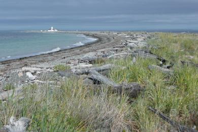 Sandee Dungeness National Wildlife Refuge Photo