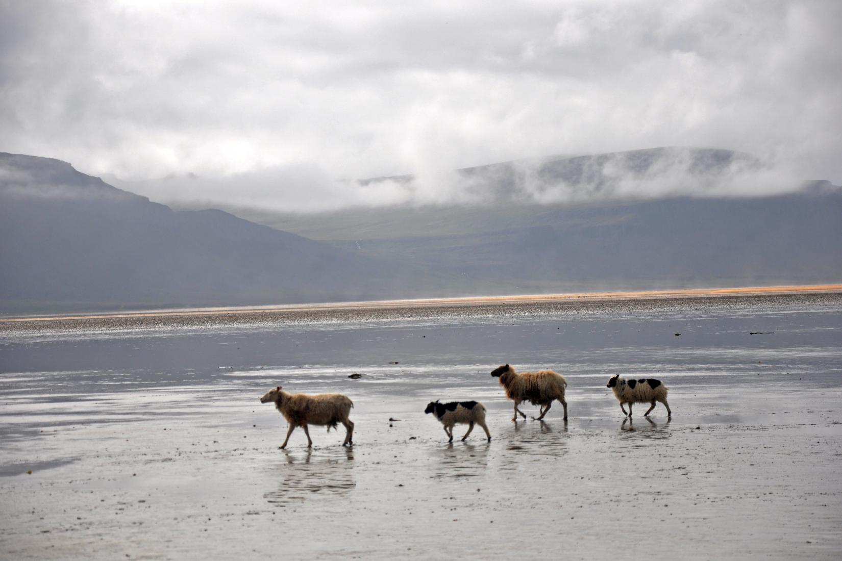 Sandee - Breidavik Beach