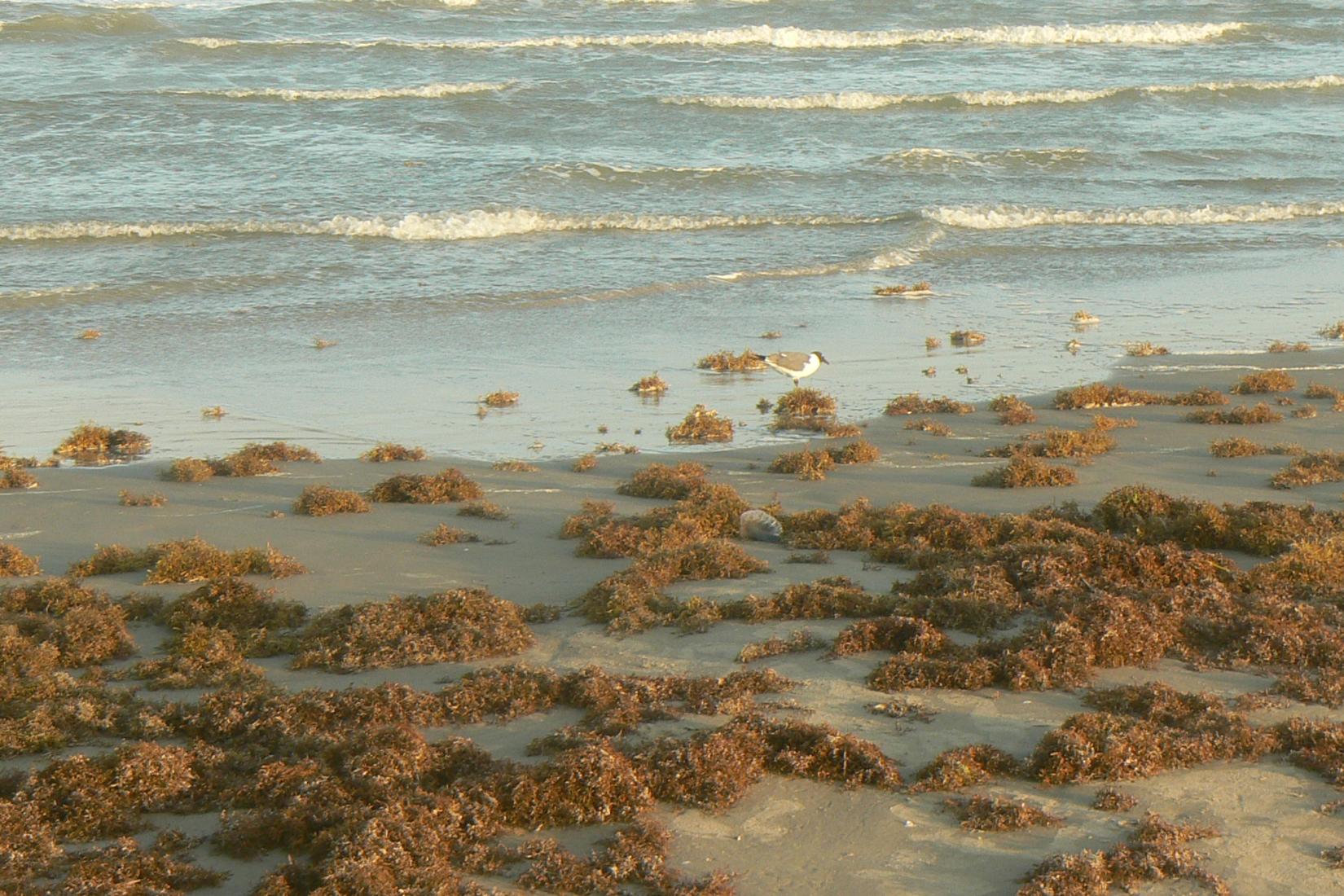 Sandee - Padre Island National Seashore