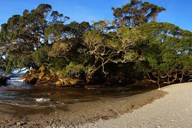 Sandee - Waipu Cove