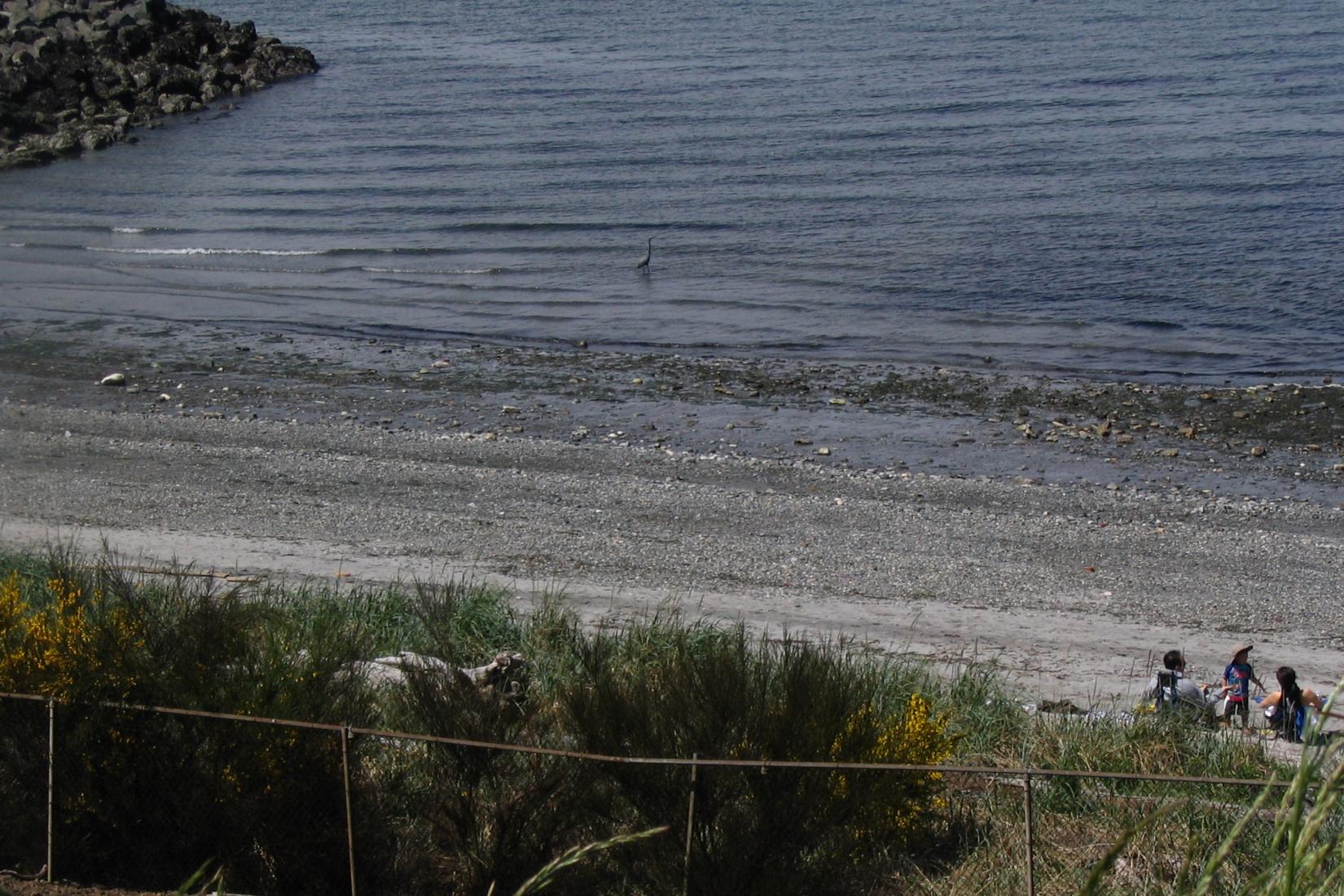 Sandee - Brackett's Landing & Edmonds Underwater Park