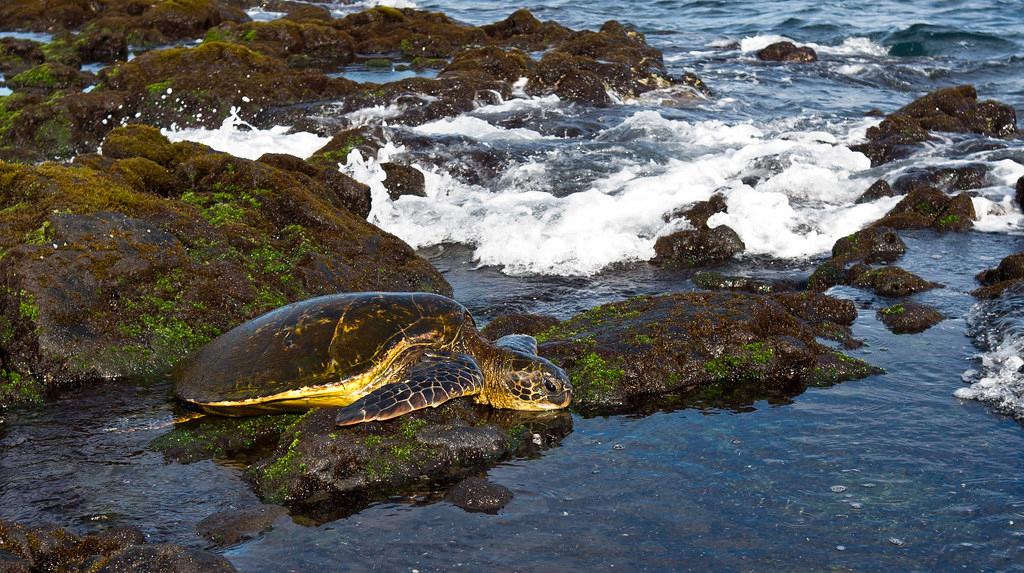 Sandee - Punalu'U Beach Park