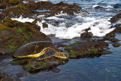 Sandee - Punalu'U Beach Park