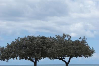 Sandee - Ma'ili Beach