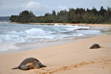 Sandee - Papailoa Beach