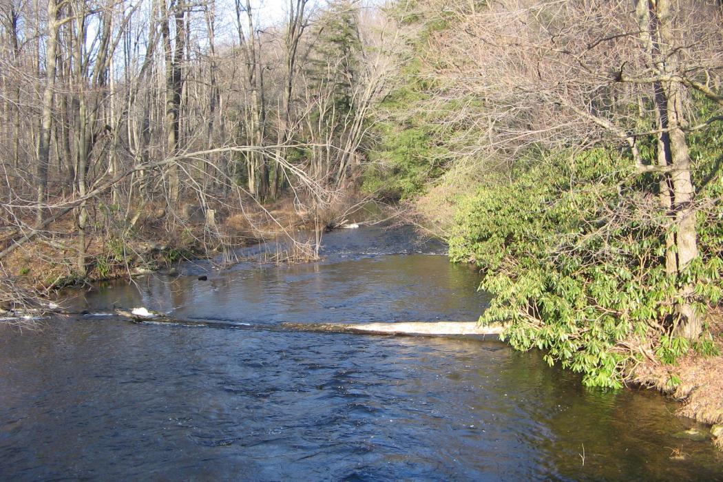 Sandee Black Moshannon State Park