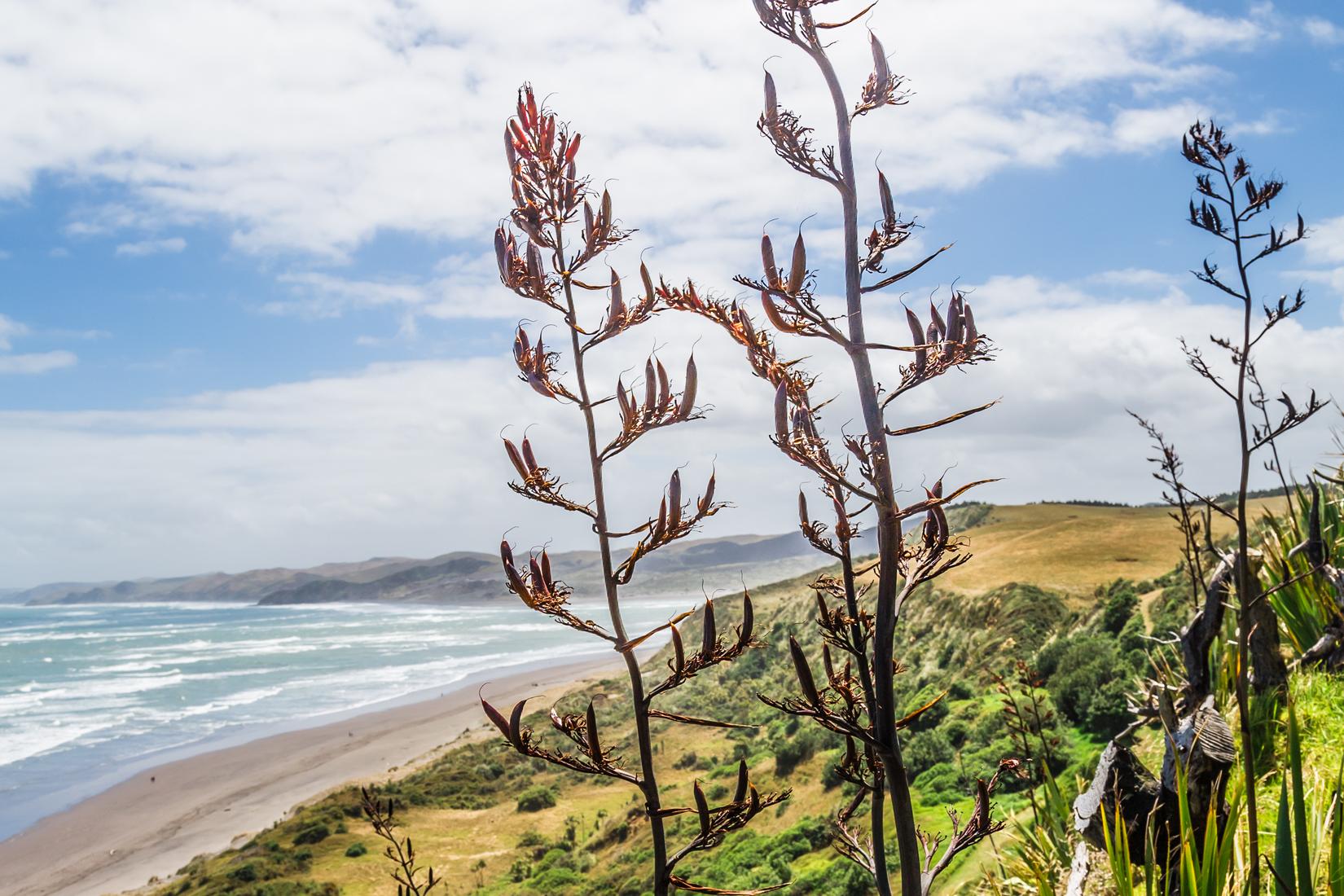 Sandee - Ngarunui Beach