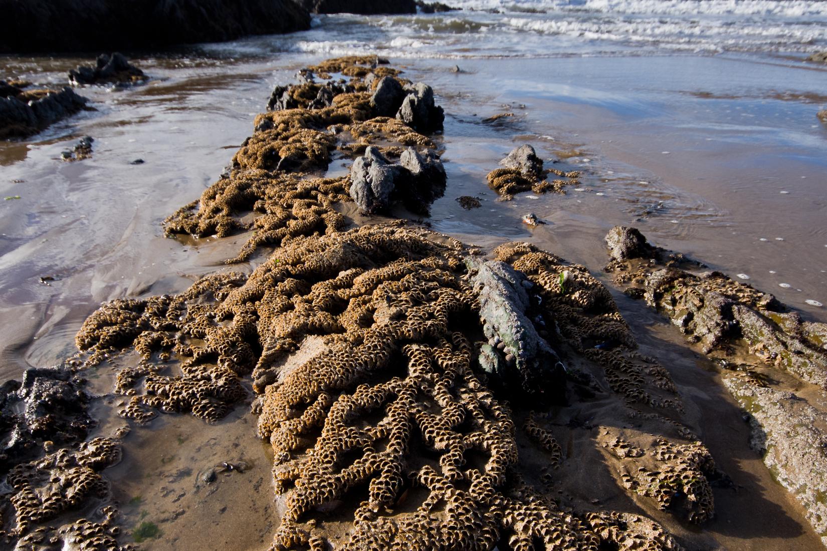 Sandee - Croyde Bay Beach