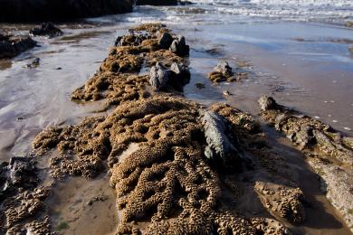 Sandee - Croyde Bay Beach