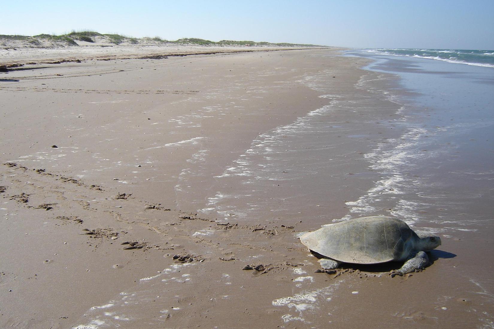 Sandee - Padre Island National Seashore