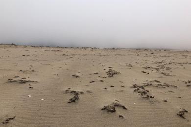 Sandee - Guadalupe-Nipomo Dunes