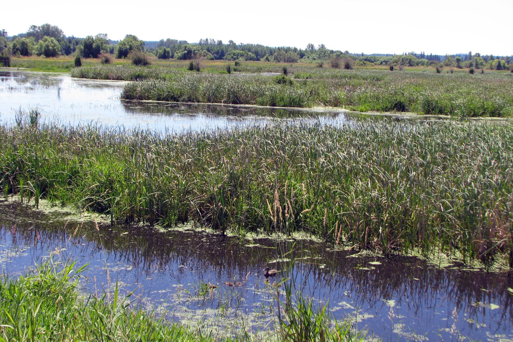 Sandee - Nisqually Habitat Management Area