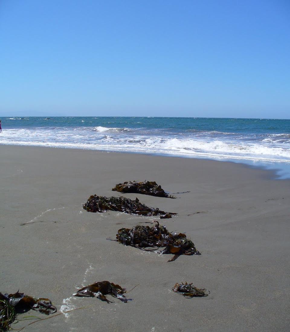 Sandee - Muir Beach