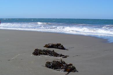 Sandee - Muir Beach