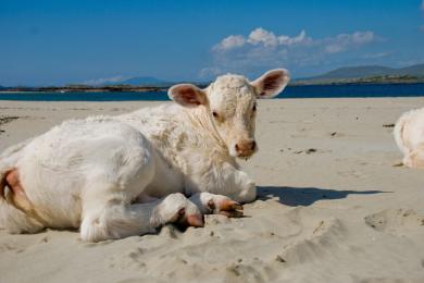 Sandee Glassillaun Beach Photo