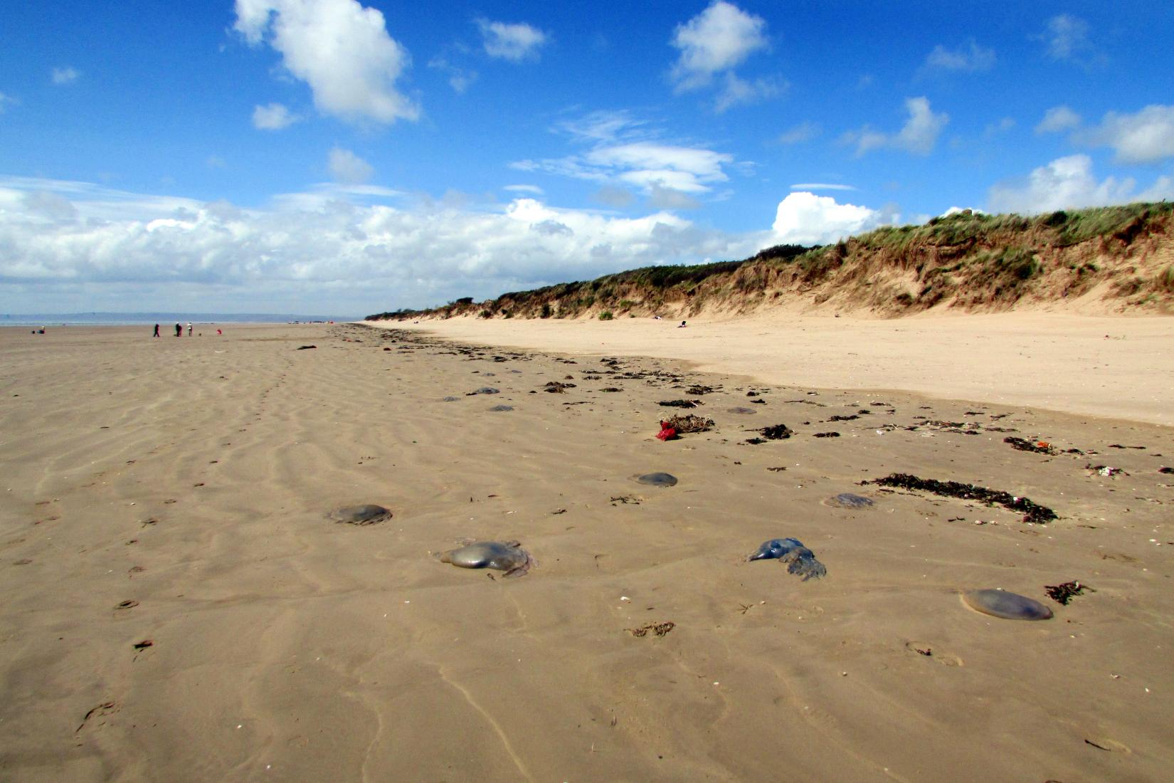 Sandee - Cefn Sidan Beach