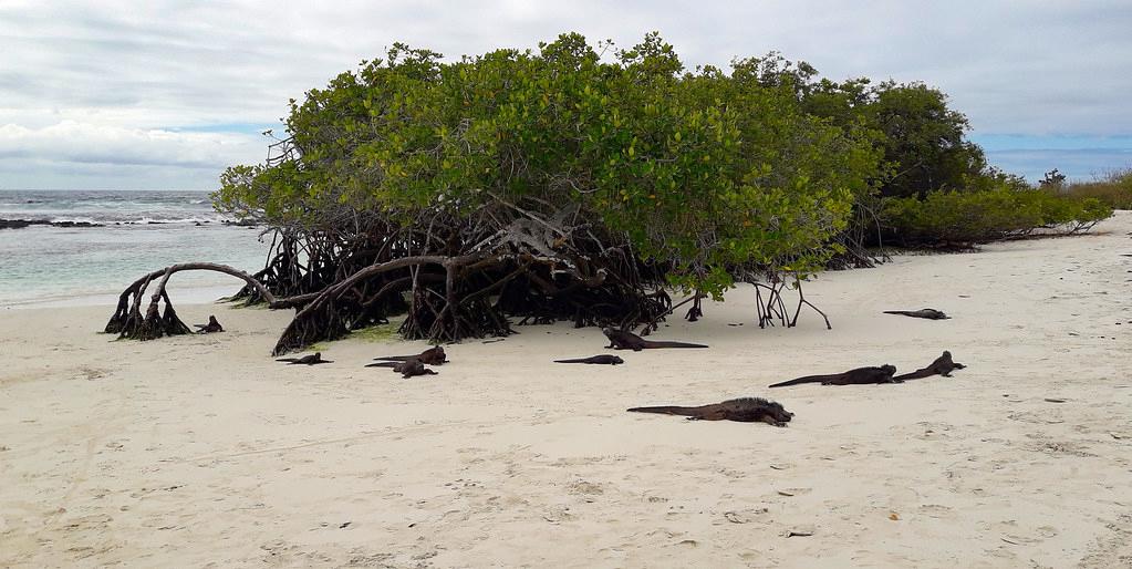 Sandee - Tortuga Bay