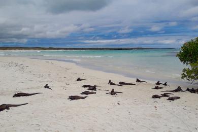 Sandee - Tortuga Bay