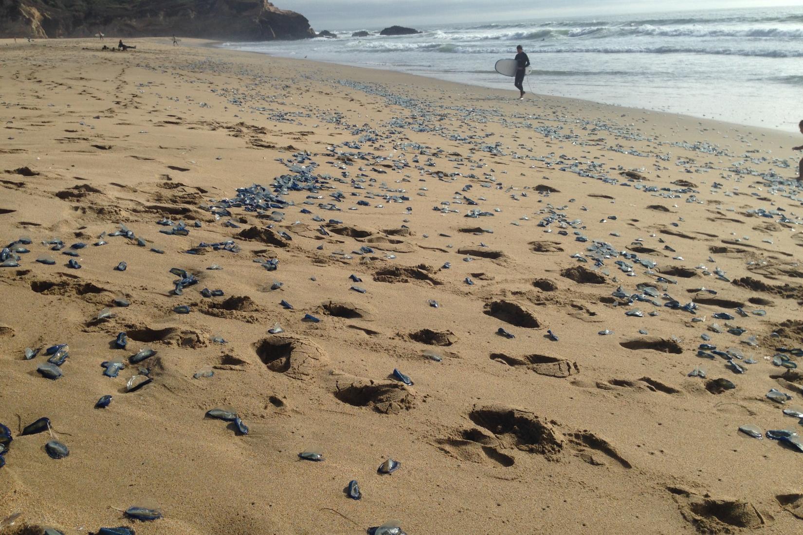 Sandee - Montara State Beach