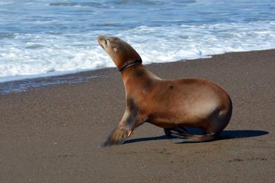 Sandee - Rodeo Beach