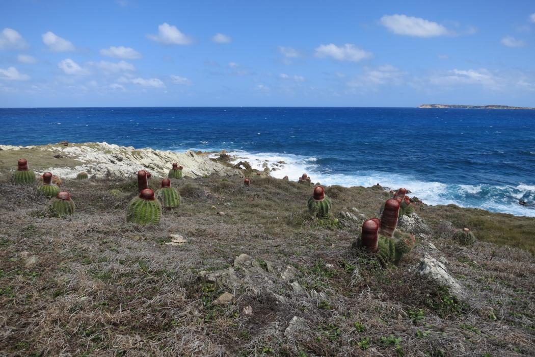 Sandee Little Bay Beach Photo