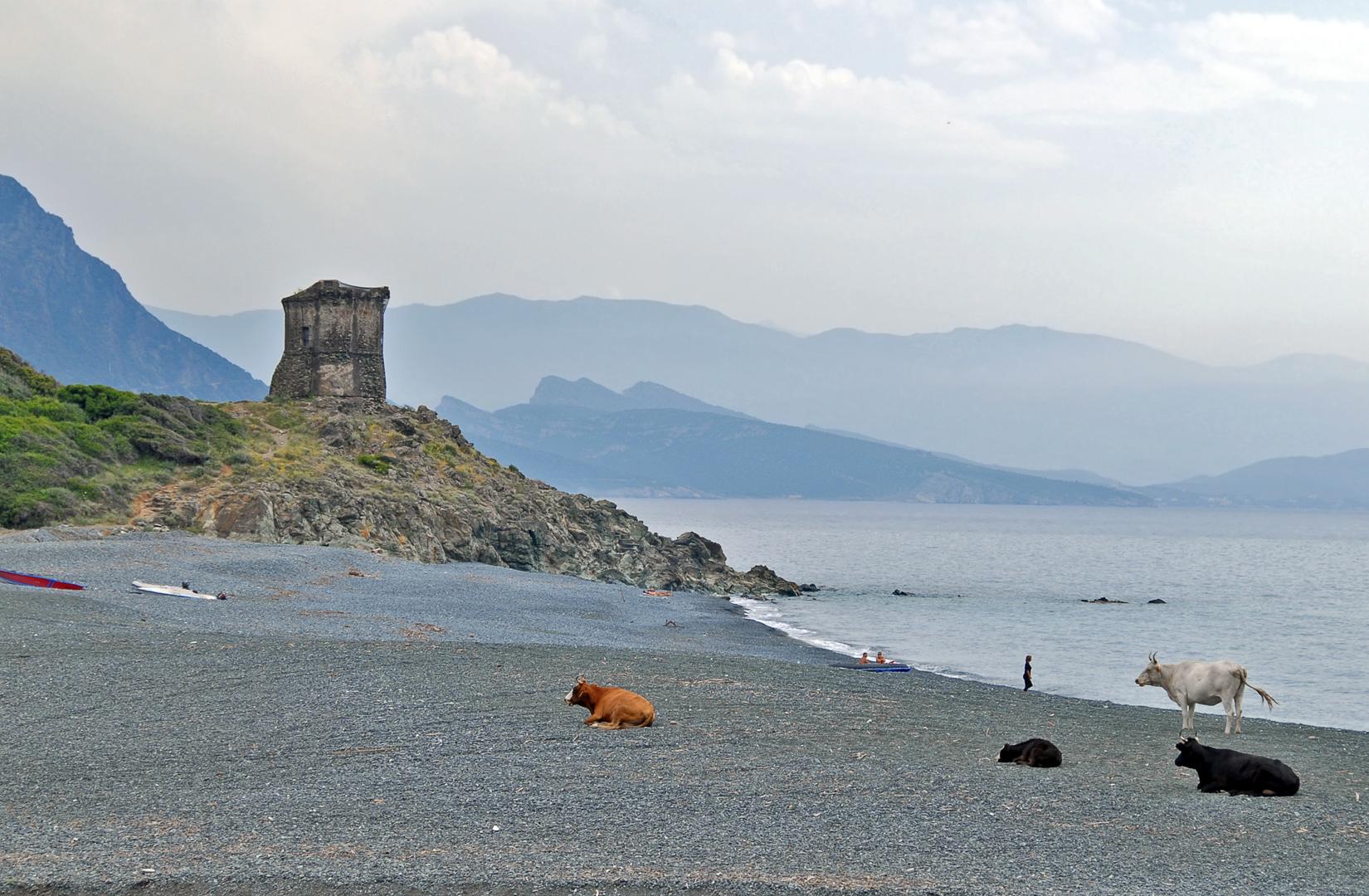 Sandee - Plage D'Albo