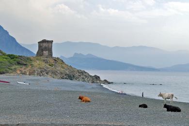 Sandee Plage D'Albo