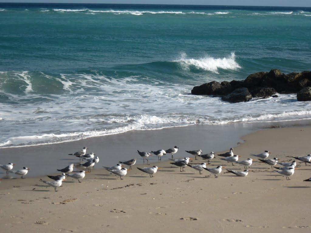 Sandee - South Inlet Park