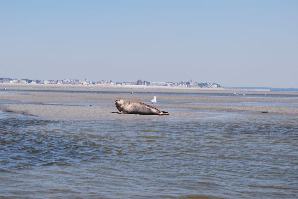 Sandee Plage De Saint Valery En Caux Photo