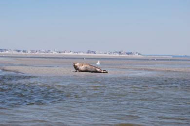 Sandee Plage De Saint Valery En Caux Photo